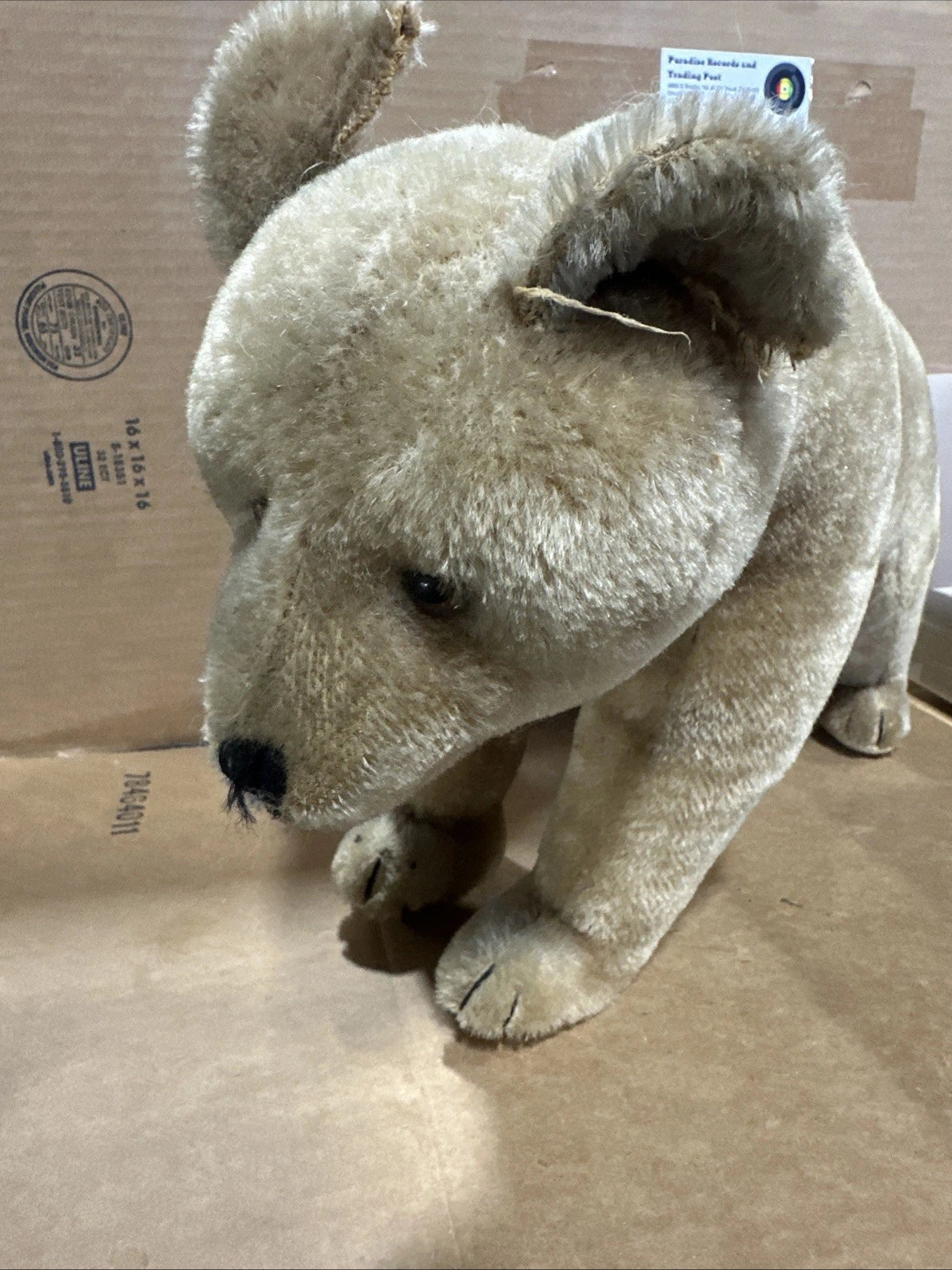Steiff 1930s? Polar Bear Vintage No Tags