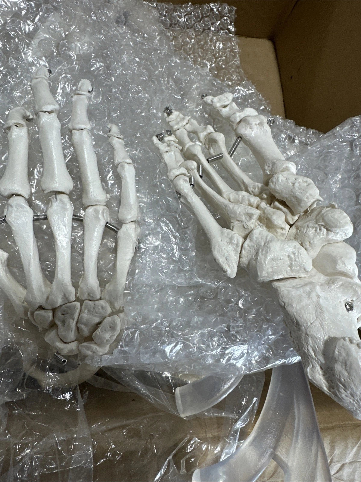 Skeleton Model Anatomically Correct Full Life Size 62 Inch Houseables Human