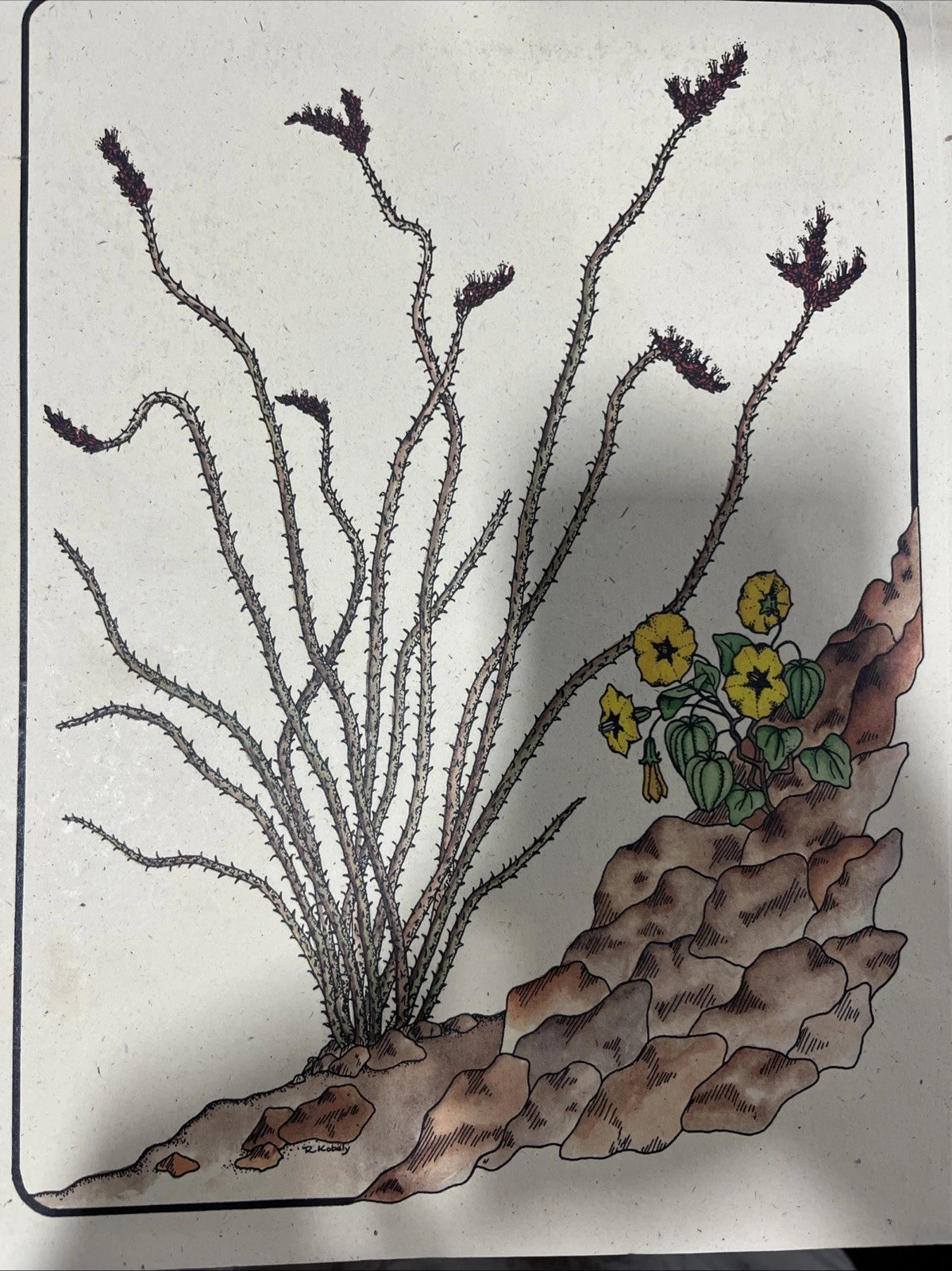 The California Desert | Volume II : Natural Resource & Man’s Impact.