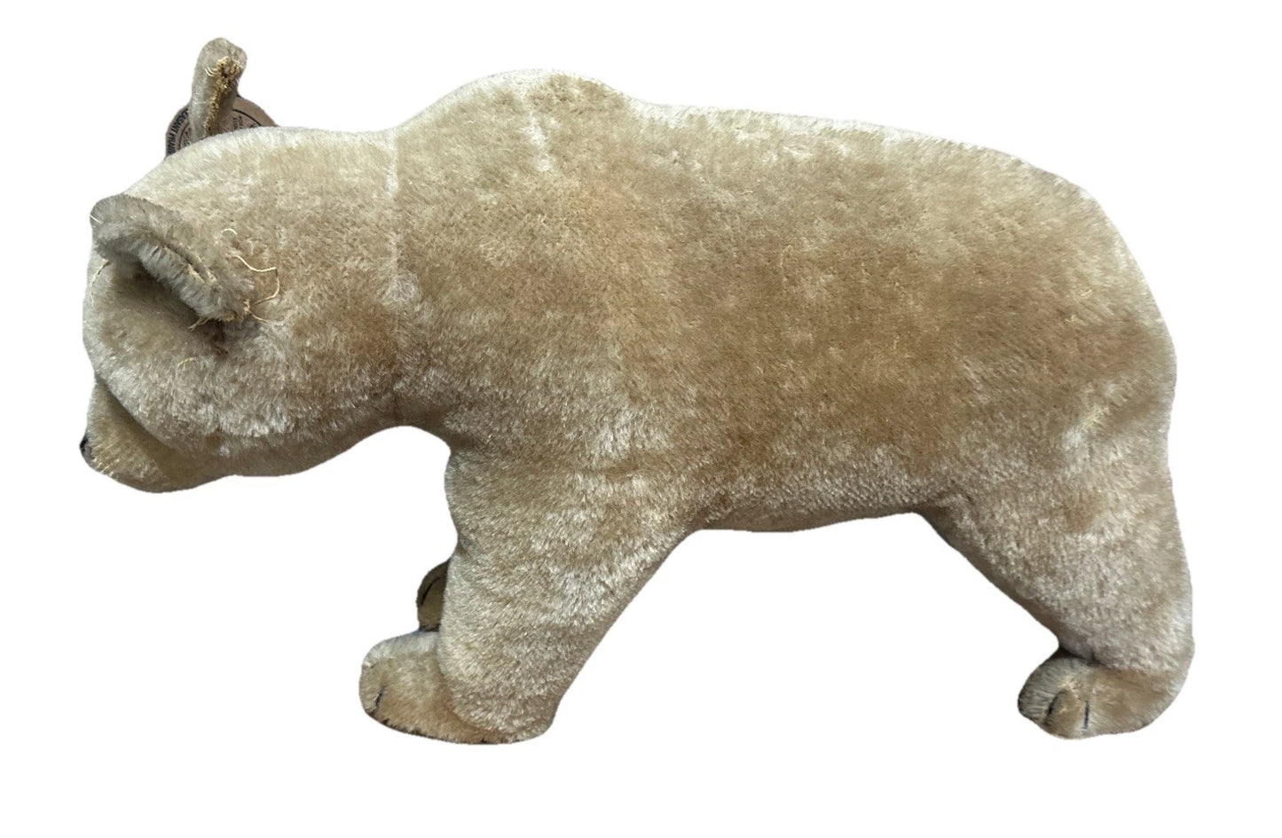 Steiff 1930s? Polar Bear Vintage No Tags